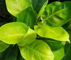 Najpopularniejsza odmiana filodendrona jest jasnozielona: Philodendron Scandens 