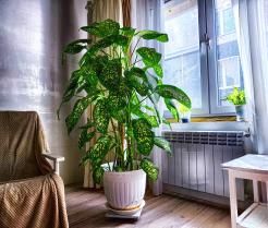 Der richtige Standort für die Dieffenbachia-Pflege