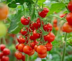 A close-up shot of ripe and unripe cherry tomatoes hanging from the vine in a greenhouse.