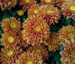Orange chrysanthemum flowers in bloom