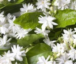 Kwiaty jaśminu znane są z pięknego zapachu