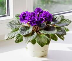 Purple flowering African violet in a pot on windowsill