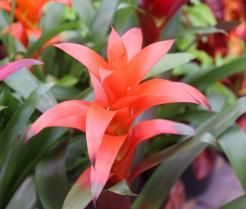 Close-up of bromeliad with striking red flower