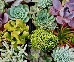 Sukkulenten pflanzen