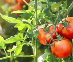 Beautiful red ripe tomatoes on a green vine.