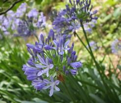 Blue Agapanthus flowers in the garden. 