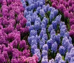 Patchwork of purple and blue hyacinths in garden.