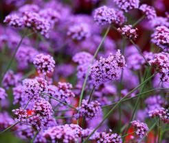 Werbena słynie z pięknych, fioletowych kwiatów