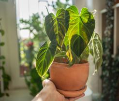Un philodendron en pot.