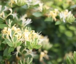 Un chèvrefeuille Ionicera en fleurs
