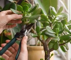 Drzewko szczęścia można spotkać niemal w każdym polskim domu