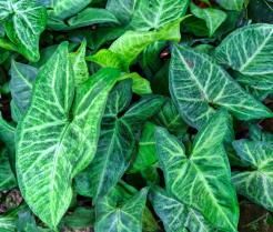 Syngonium ma charakterystystyczny kształt liści