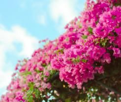 Bugenwilla to bardzo efektowna roślina