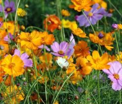 Fleurs de cosmos roses et orange.