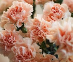 Un bouquet d’oeillets de couleur rose pâle