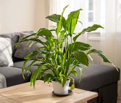 Der richtige Standort für Spathiphyllum