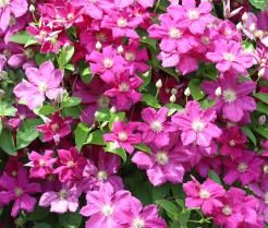 Une clématite grimpante rose