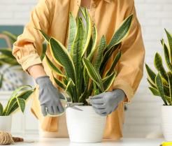 Plante sansevieria, ou langue de belle-mère, en pot