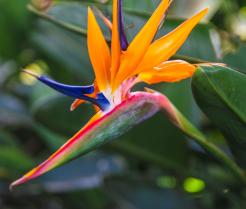 Kwiaty strelicji łudząco przypominają rajskie ptaki