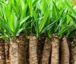 L'entretien du yucca