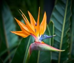 Plante strelitzia, ou oiseau du paradis, en fleur