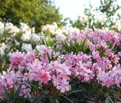 Buissons de laurier rose à fleurs roses et blanches