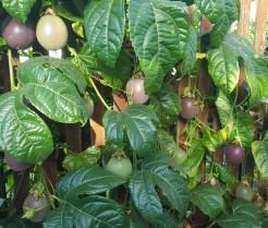 A passionfruit tree growing across a wooden fence.