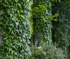 Hedera helix to popularna roślina pnąca