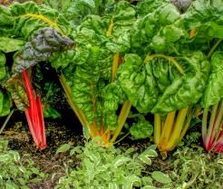 Conseils pour planter de la rhubarbe