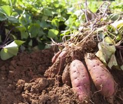 Plantation culture et récolte de la patate douce