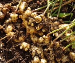 Culture du gingembre