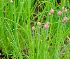 Culture de la ciboulette