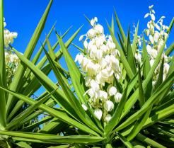 Yucca plant with white flowers and long green leaves on blue sky background. 