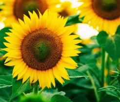 comment cultiver des tournesols