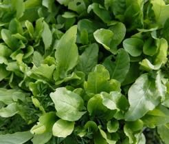 How to grow sorrel