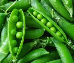 How to grow sugar snap peas