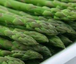 uprawa szparagów