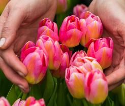 tulipes roses poussant à l'extérieur, tenues par une paire de mains