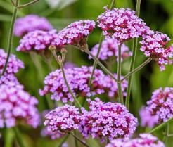 How to grow and care for Verbena 