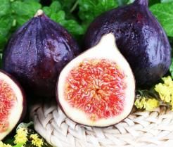 Vijgen planten, telen en oogsten | Plantation, culture et récolte des figuiers | I love the garden