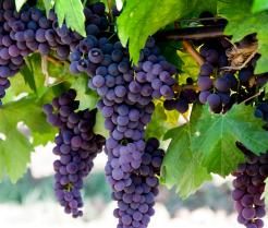 Uprawa winogron