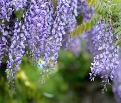 Rodzaje Wisterii