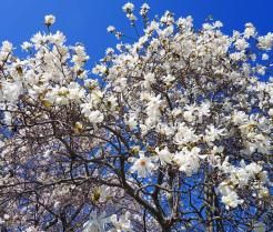 Flowering white star magnolia tree against a blue sky