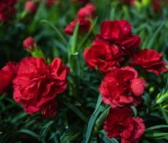 Red carnations growing in a garden in New Zealand