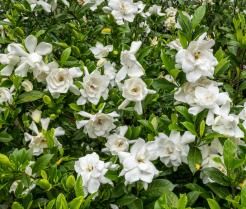 A gardenia shrub in New Zealand blooming with white flowers.