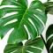 How to grow Monstera