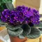 African Violet