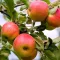 How to grow & care for apple trees