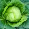 How to grow & care for cabbage