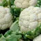 How to grow & care for cauliflower